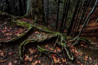 Foreste Casentinesi.