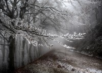 Foreste Casentinesi.