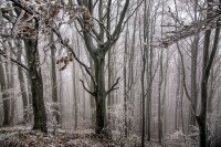 Foreste Casentinesi.