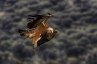 Grifone Gyps fulvus.