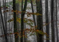 Foreste Casentinesi.