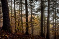 Foreste Casentinesi.