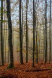Foreste Casentinesi.