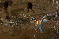 Gruccione Merops apiaster.