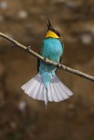 Gruccione Merops apiaster.