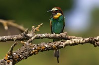 Gruccione Merops apiaster.