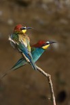 Gruccione Merops apiaster.