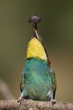 Gruccione Merops apiaster.