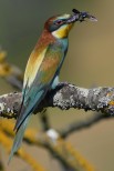 Gruccione Merops apiaster.