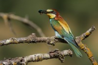 Gruccione Merops apiaster.