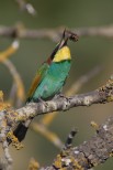 Gruccione Merops apiaster.