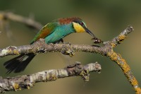 Gruccione Merops apiaster.