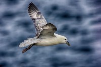 Fulmaro Fulmarus glacialis, Gran Bretagna.