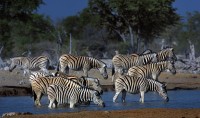 Zebra delle steppe Equus quagga, Etosha, Namibia
