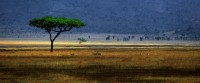 Serengeti, Tanzania.