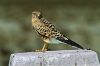 Gheppio maggiore Falco rupicoloides, Namibia.