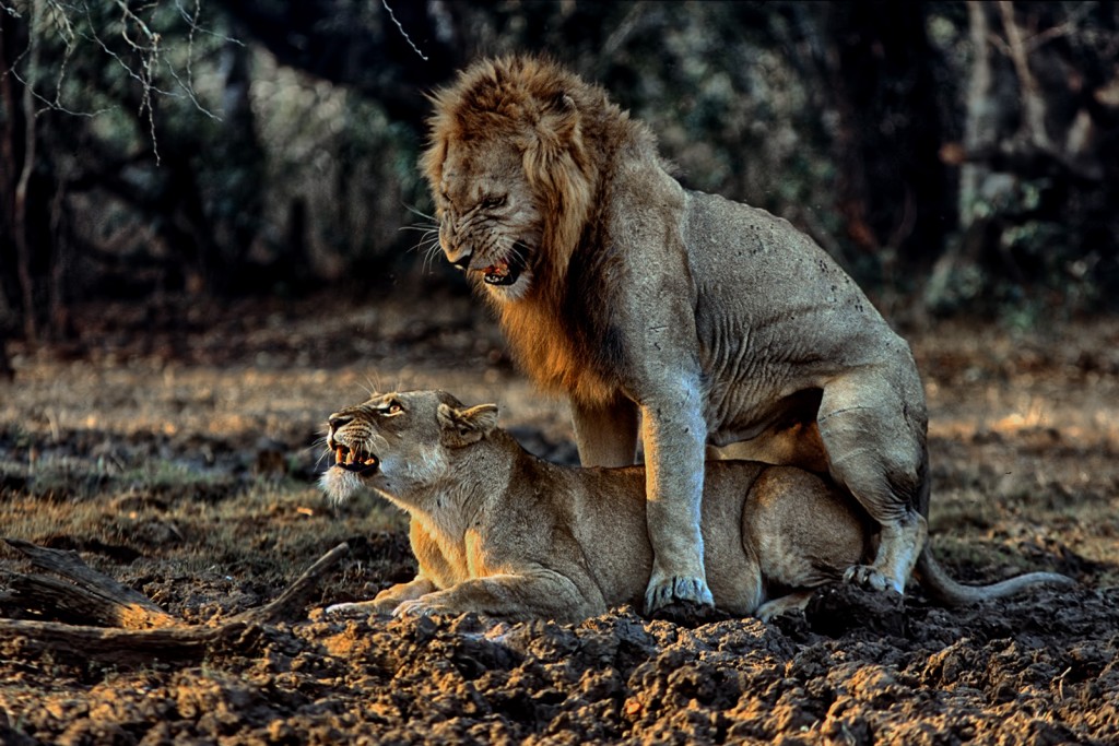  Leone Panthera leo, Sudafrica.