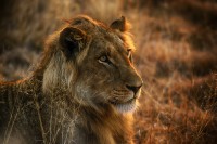 Leone Panthera leo, Sudafrica.