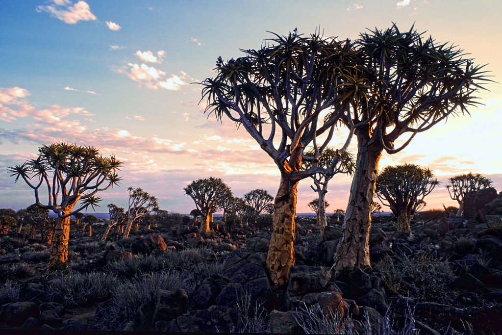  Kokerboom tree, Namibia.