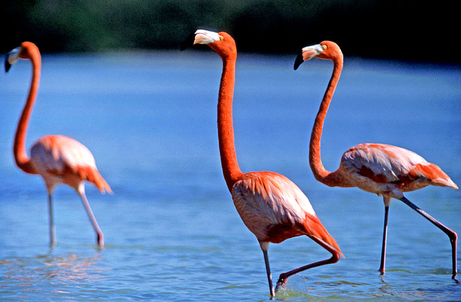 Greater flamingos, Messico.