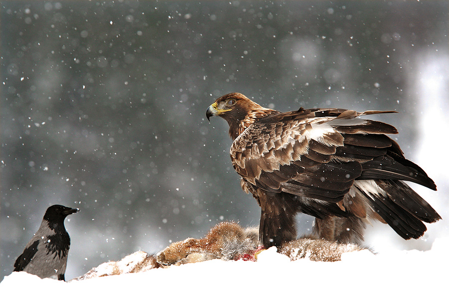 Aquila reale, Norvegia.