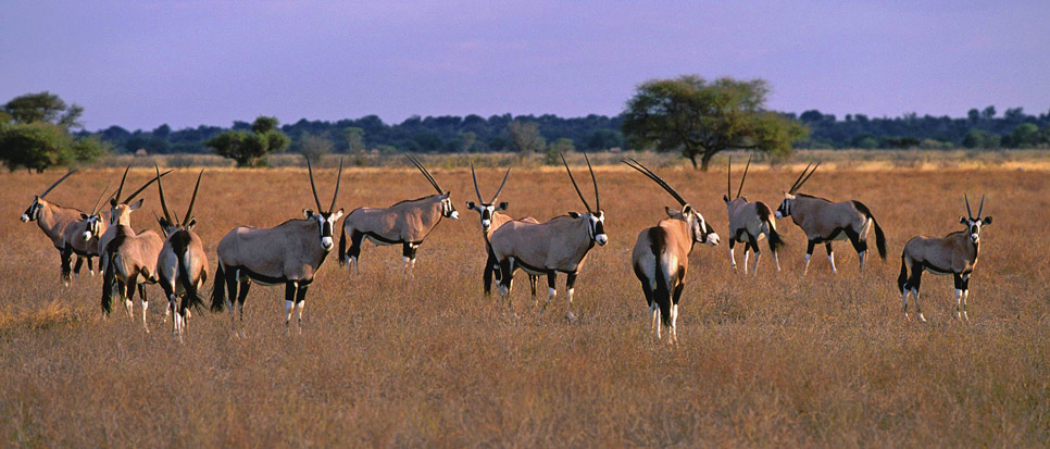 Orice, Botswana 2000