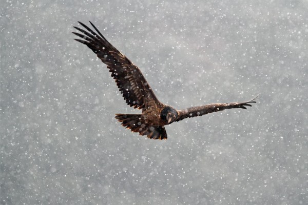 Gipeto gypaetus barbatus, Spagna.