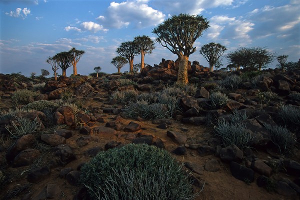 Alberi faretra, Namibia 1999.