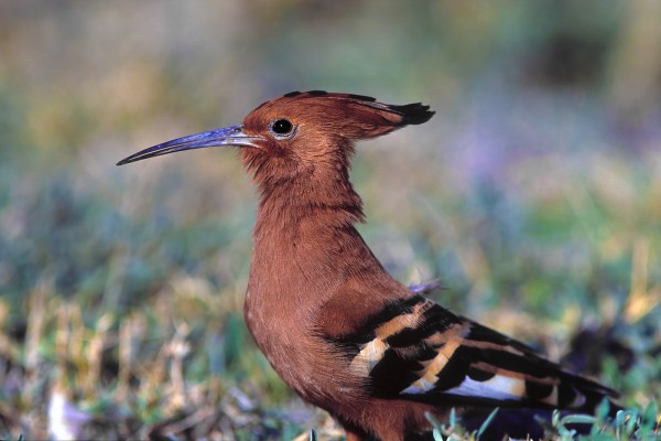 Upupa africana, Namibia 1999