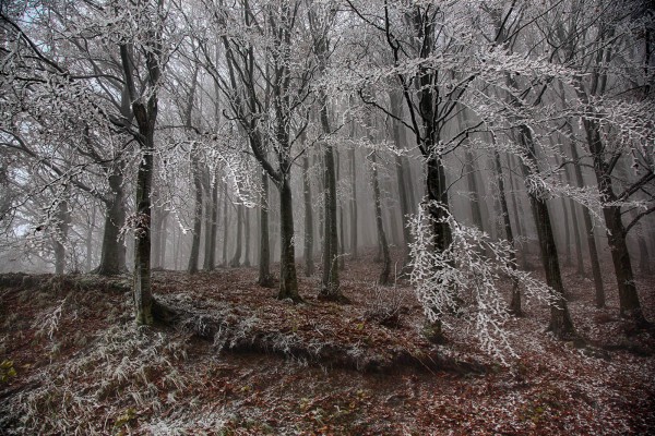 Foreste Casentinesi