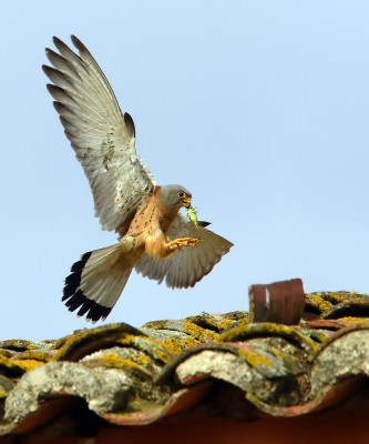 Falco grillaio, Spagna.