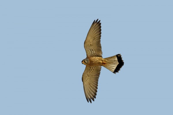 Falco grillaio Falco naumanni. Estremadura, Spagna.