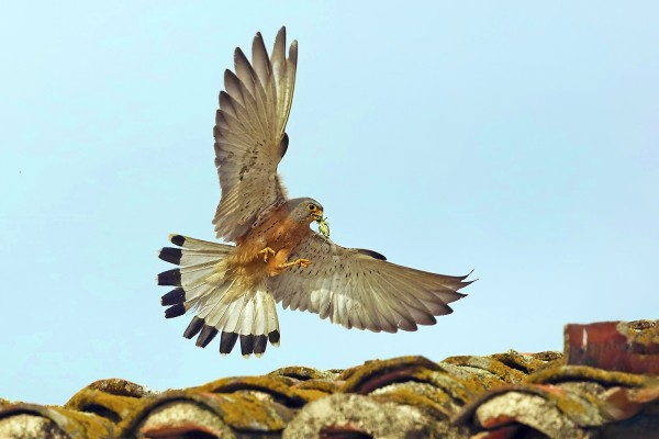 Falco grillaio Falco naumanni. Estremadura, Spagna.