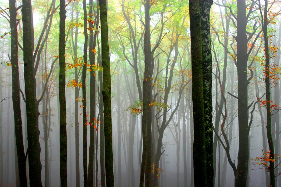 La nebbia, Toscana.