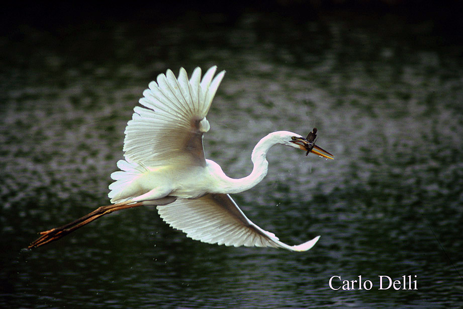 Airone bianco maggiore, Florida.